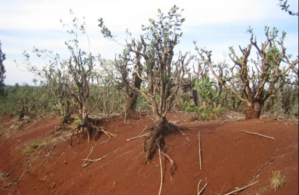 Sequía: aconsejan a productores de la zona Norte de Misiones no cosechar yerba mate en esta época
