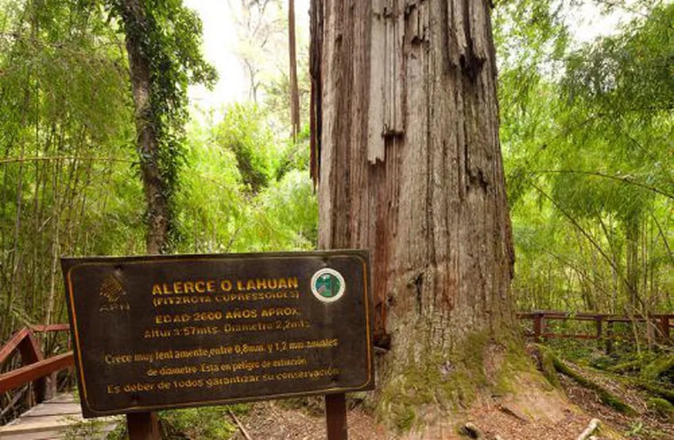 Alerzal Milenario, el árbol más grande del mundo ubicado en Chubut.