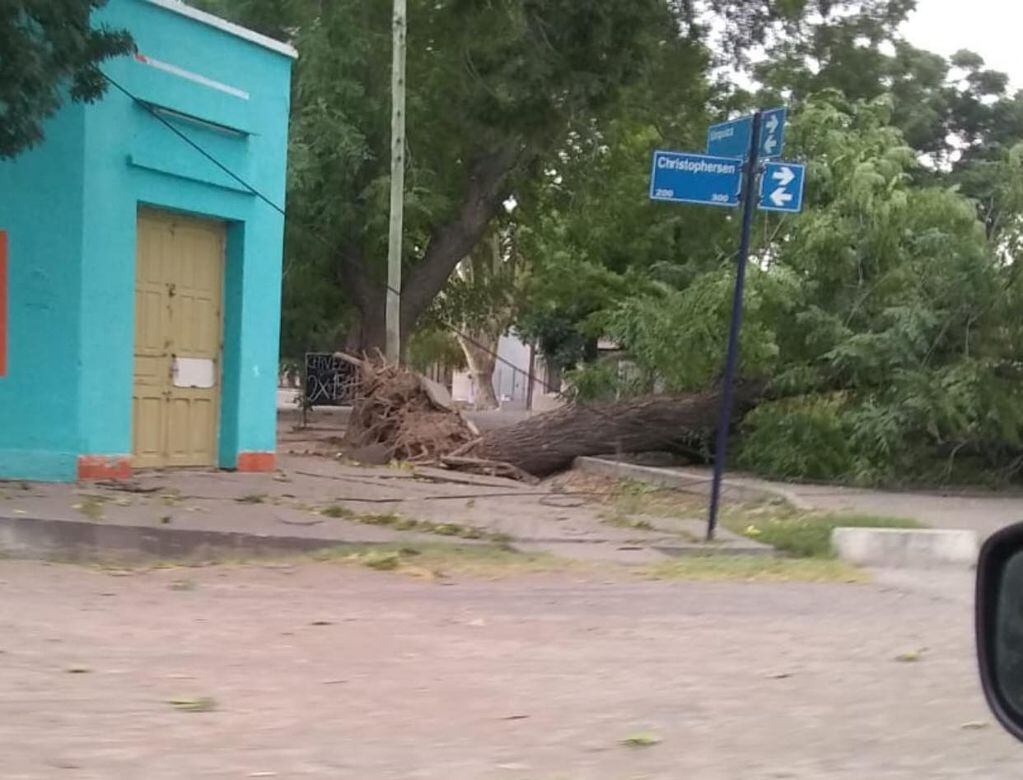 El jueves por la tarde se desató una tormenta de viento que provocó caída de árboles en General Alvear. Gentileza 