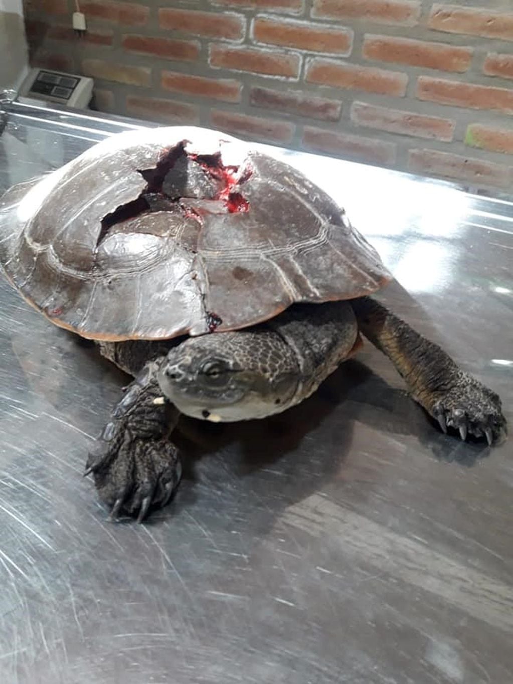 Imágenes que pueden herir la susceptibilidad del lector. Alta Gracia: hallaron una tortuga herida a causa de un grave maltrato.