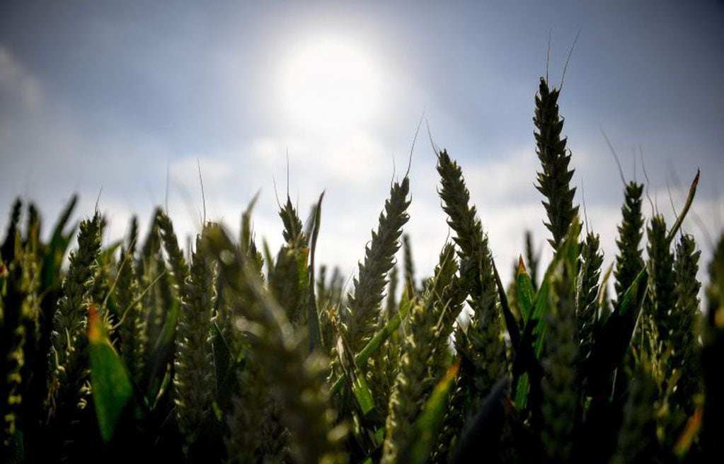Por la falta de lluvias recortan la producción de trigo hasta las 20 millones de toneladas