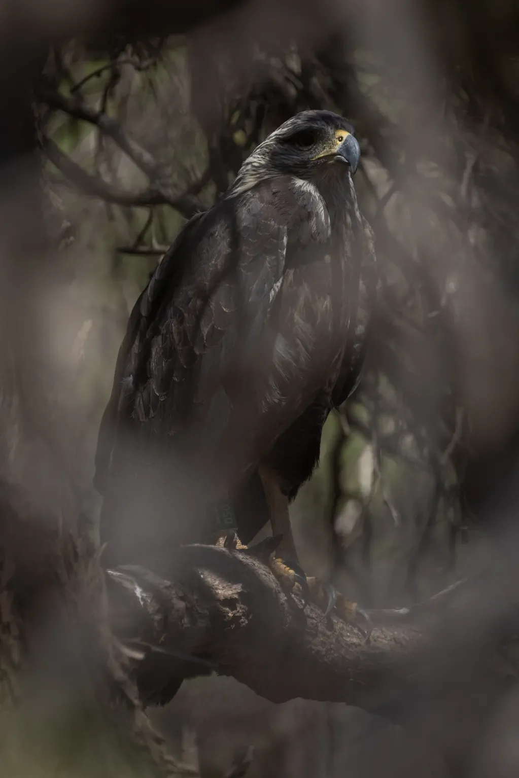 La majestuosa águila coronada liberada en Mendoza se llama Rainbow Warrior. Su especie está en peligro de extinción.
