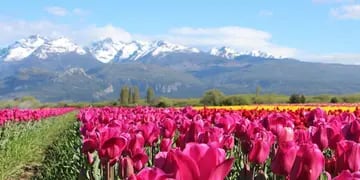 Chubut Tulipanes