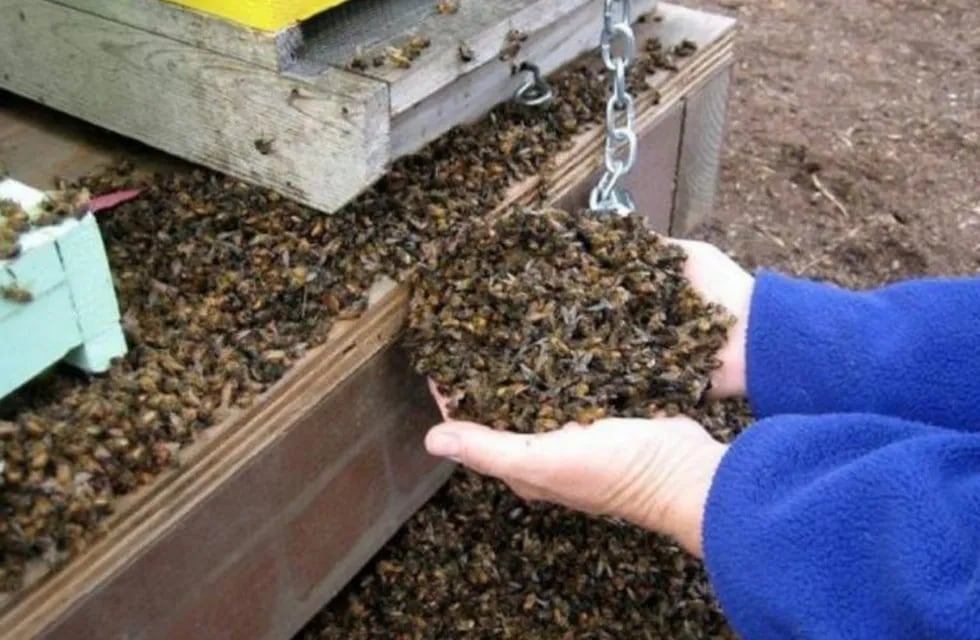 Mortandad de abejas