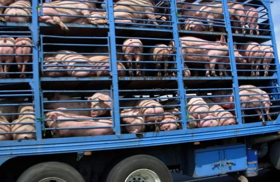 Camión jaula con cerdos (Foto: Web)