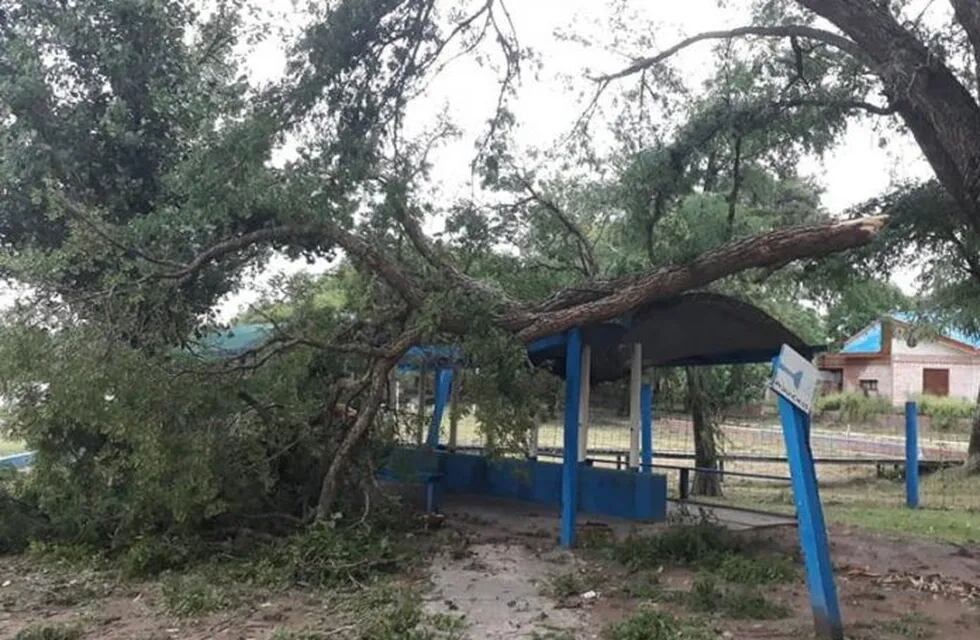 Caída de árboles, tendido eléctrico e inundaciones en Bermejito.