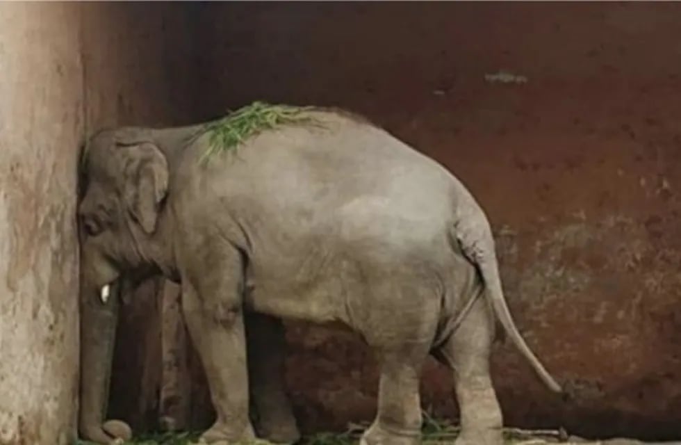 elefante triste (Foto:acnansi)