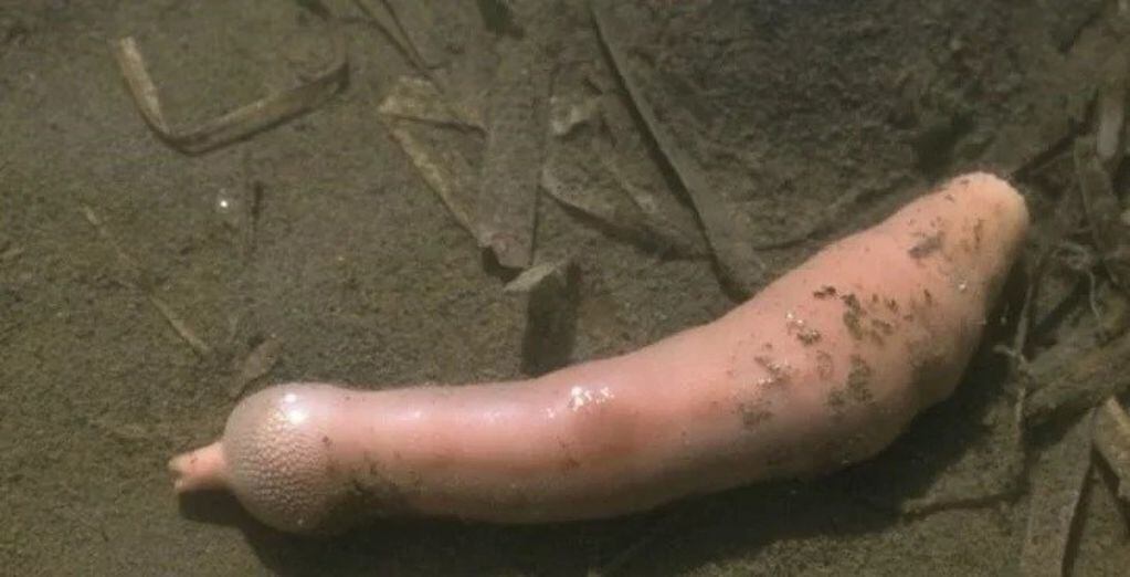 "Peces pene" que aparecieron en una playa de California (Web)