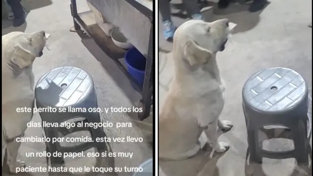 El perro que intercambia objetos por comida y se volvió viral