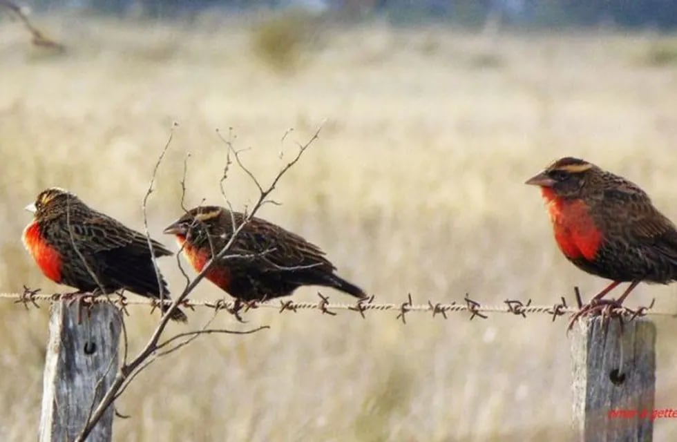 Curso de observación de aves (Castex Online)