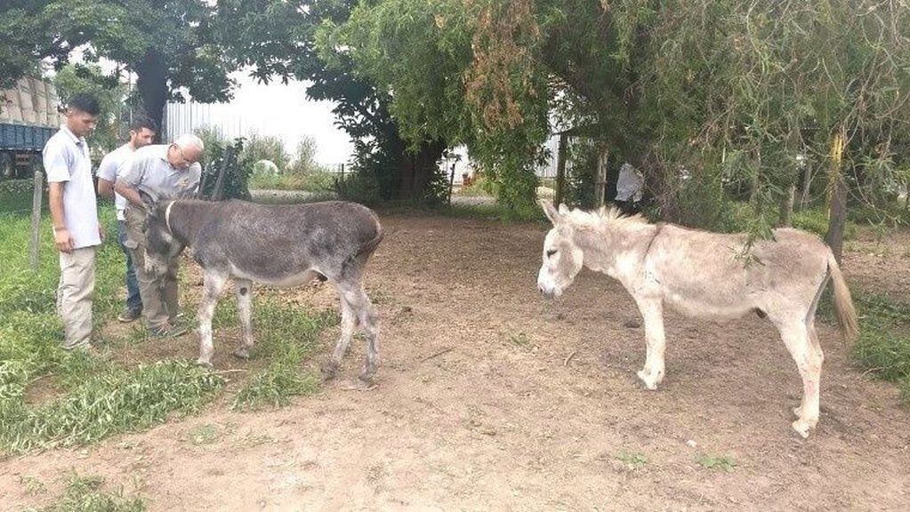 Los dos burros fueron recuperados.