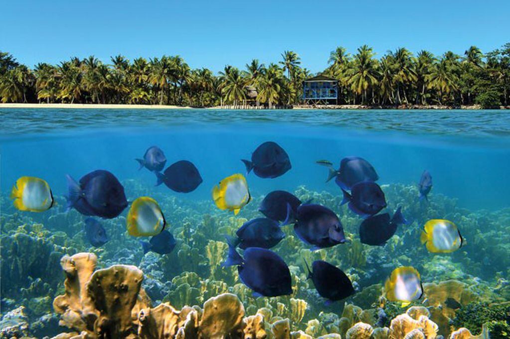 Coloridos arrecifes de coral en Bocas del Toro, en la costa caribeña de Panamá