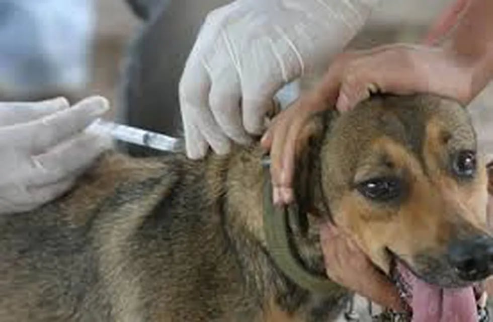 Vacunación a perros