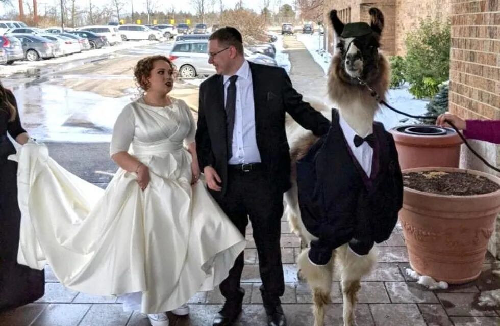 Llevó una llama al casamiento de su hermana (Foto: Mendl Weinstock)