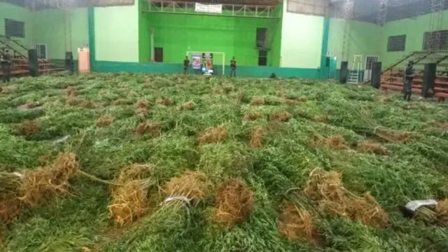 La plantación de marihuana encontrada en Dos Hermanas tenía 16.410 plantas