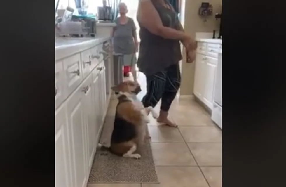 Las redes sociales explotaron con el perro que baila reguetón. (Captura)