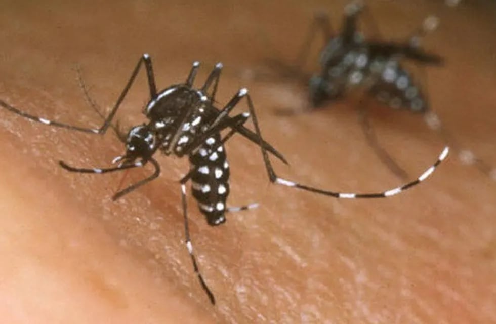 Prevención del dengue.
