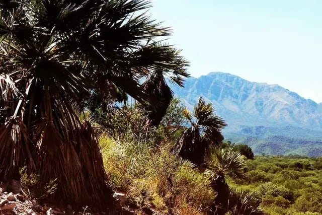 Su paisaje está compuesto principalmente por algarrobos, quebrachos colorados y palmeras caranday. Su flora y fauna te sorprenderá (Comuna Charbonier)  