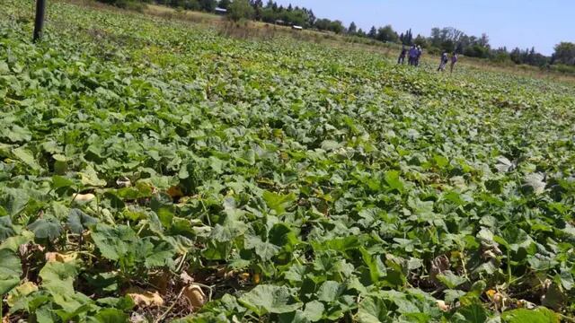 Alimentación Sana, Segura y Soberana