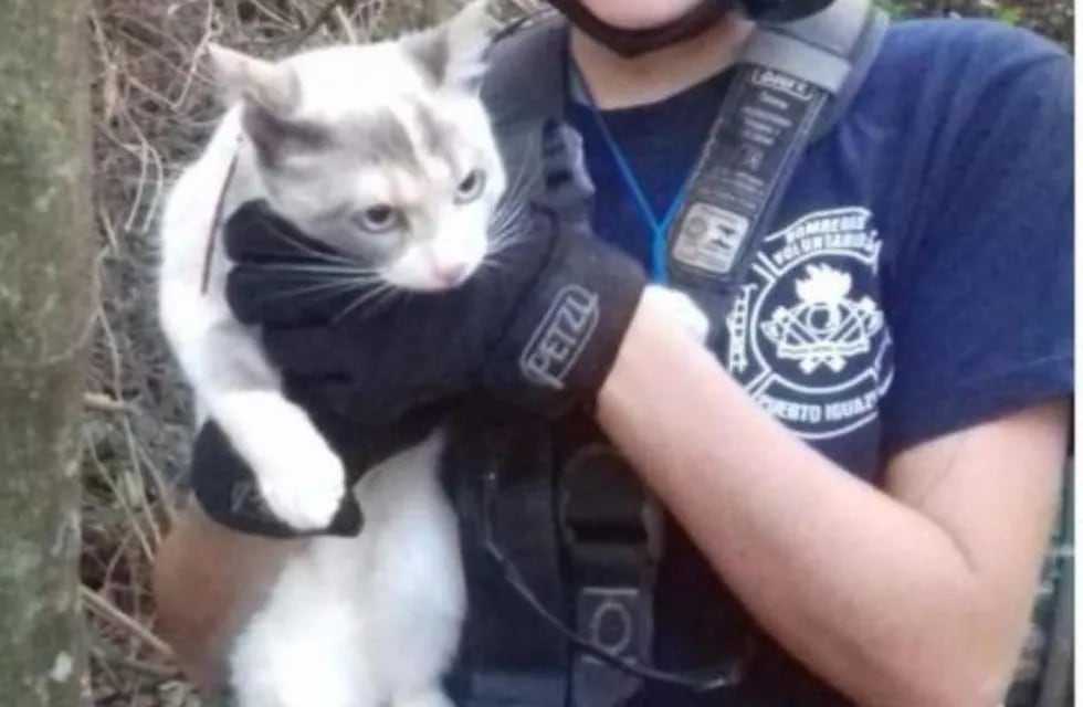 Un gato estuvo 3 días en un árbol hasta ser rescatado por los Bomberos en Iguazú