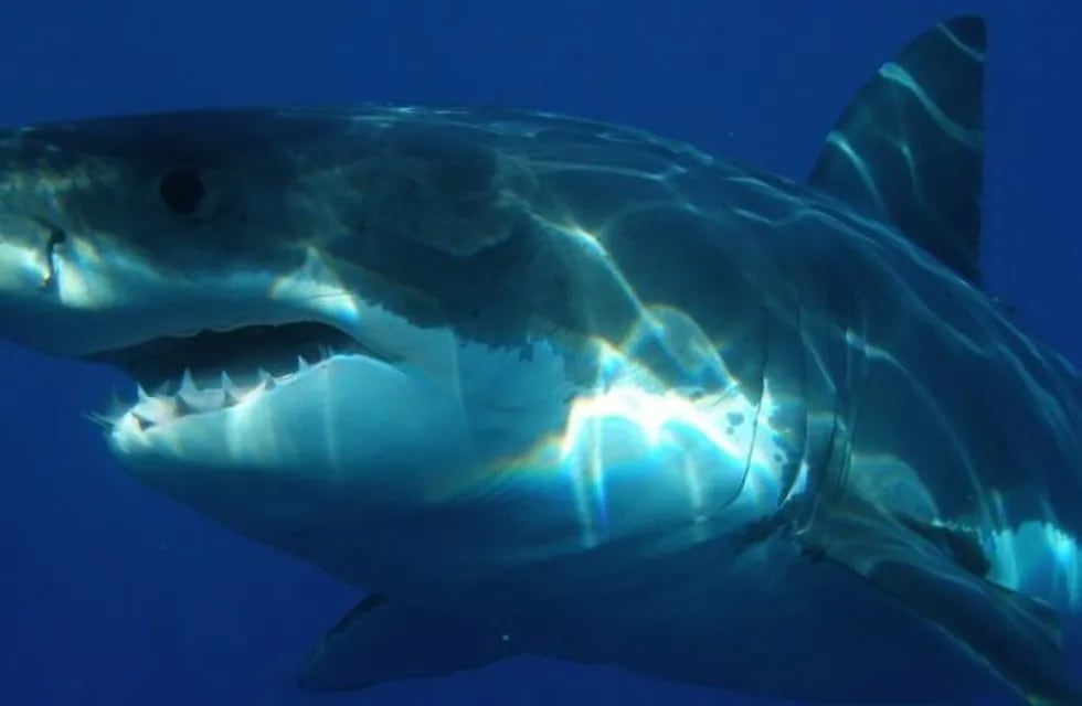 Un youtuber probó si realmente los tiburones huelen la sangre
