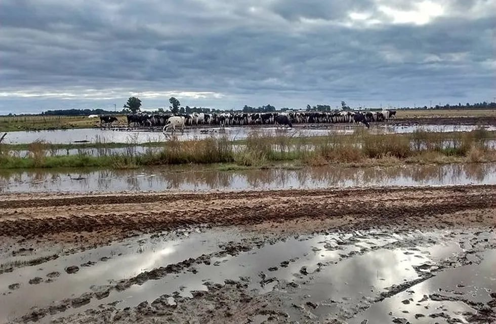 Advierten que los productores lu00e1cteos de Santa Fe no resistirían una tercera crisis hídrica.