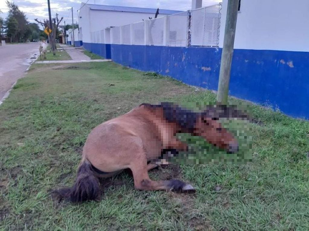 Conductor ebrio mató a un caballo e hirió gravemente a otros dos