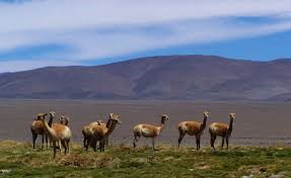 El tesoro máximo de San Guillermo son las vicuñas.