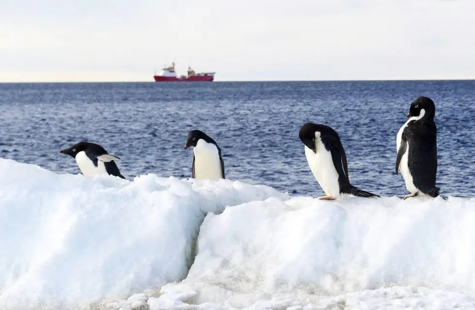 Pingüinos Antárticos