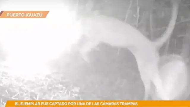 Captan a un puma “asustado” por el flash de una cámara trampa