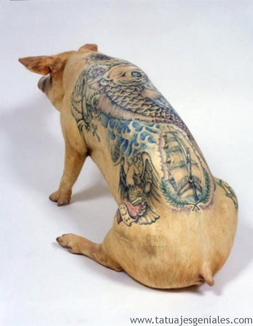Polémica por una nueva tendencia que propone tatuar a los gatos