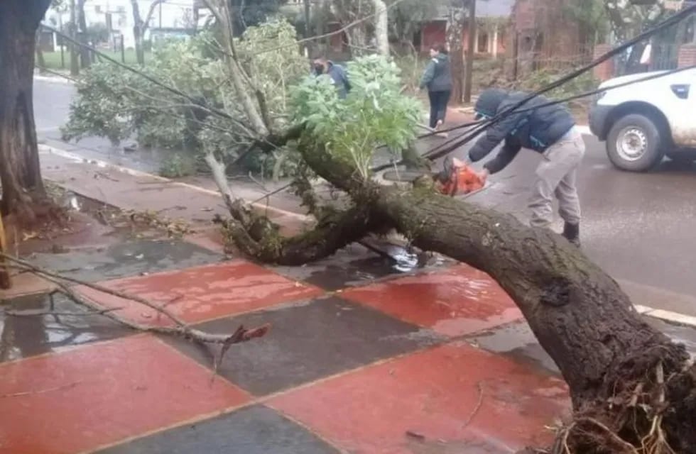 Varios árboles caídos y voladuras de techos luego de la tormenta en San Ignacio