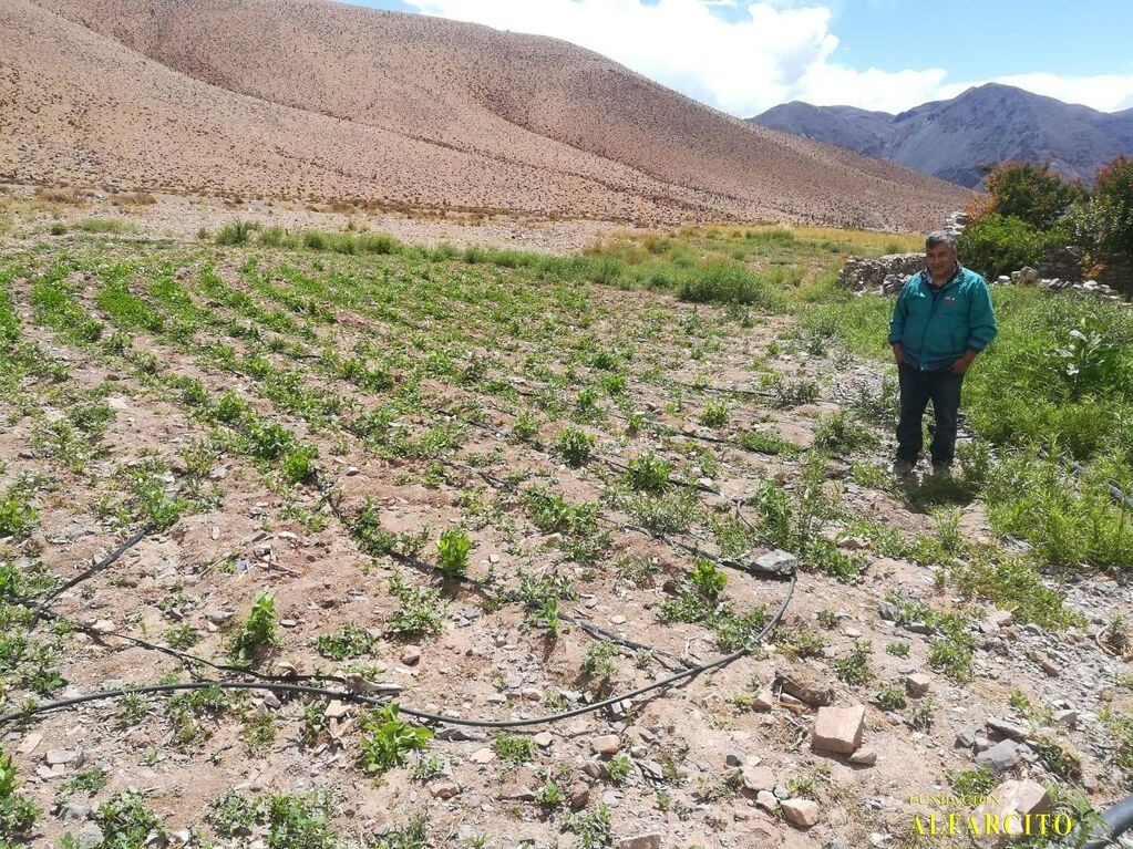 La Fundación Alfarcito instala riego por goteo a productores de la Puna