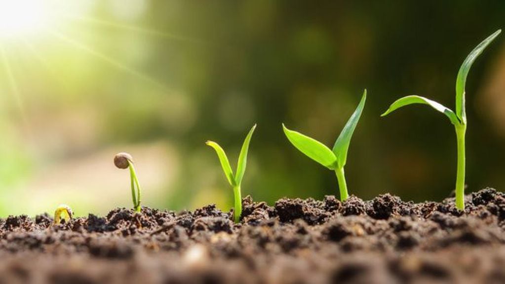 El taller busca desarrollar el tema "botánica" y la importancia que tienen las plantas en nuestra vida.