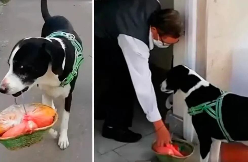 El perro que le hace las compras a su dueño en Colombia.