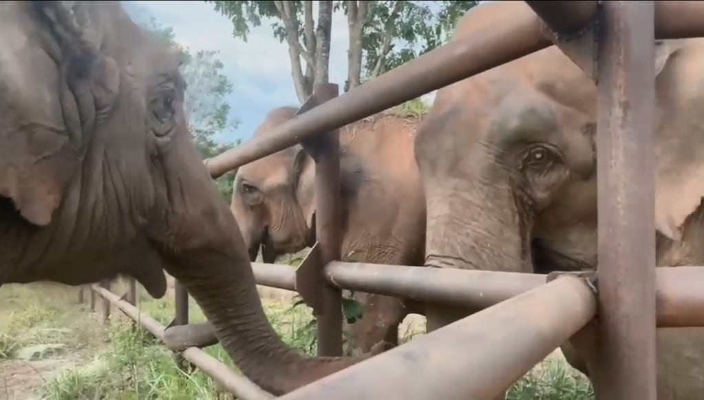 “¡Bienvenidas!”: las elefantas Pocha y Guillermina ya interactuaron con toda la manada en Brasil Foto. Foto: Facebook Global Sanctuary for Elephants
