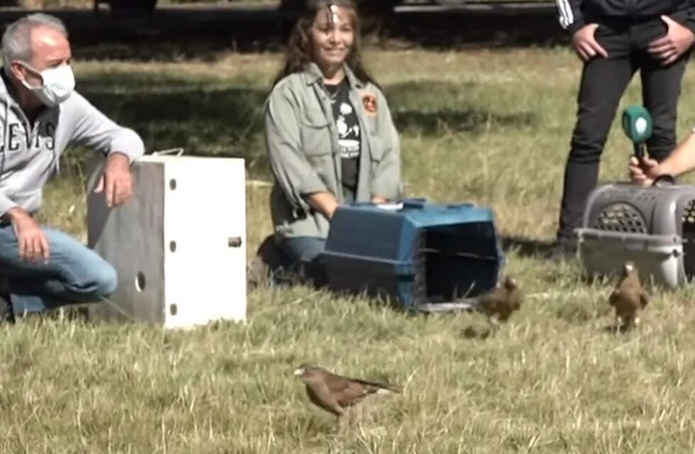 En el día del animal liberaron a cinco aves rapaces que fueron rescatadas en Mendoza.