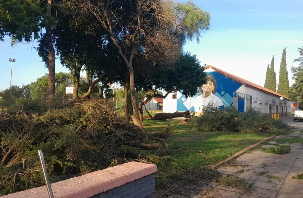 Caídas de árboles en Arroyito