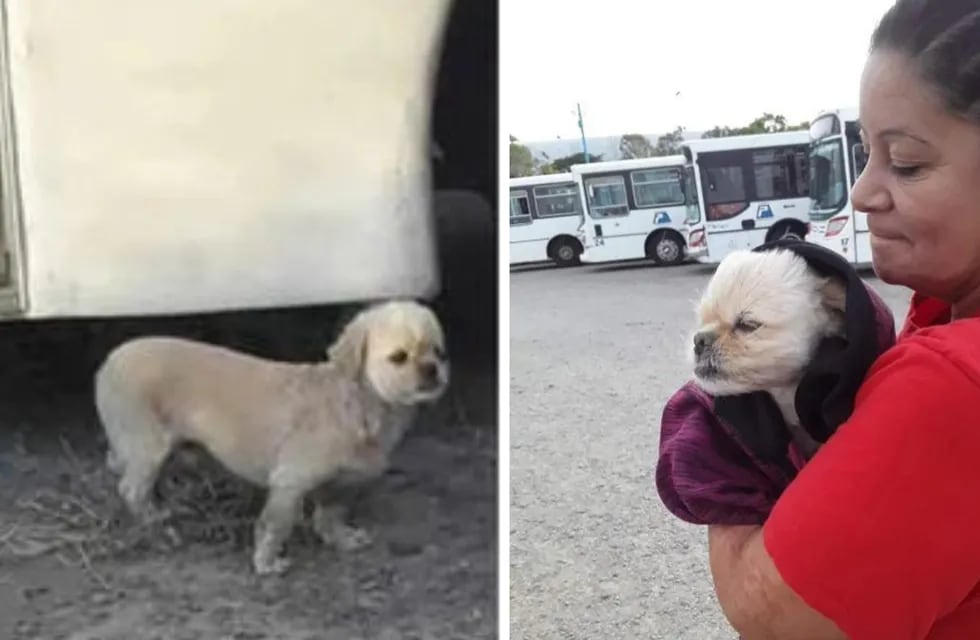 Un perrito llamado "Pompón" se perdió en las calles de Comodoro Rivadavia. Gracias a las redes sociales sus dueños pudieron encontrarlo en un lugar muy particular.
