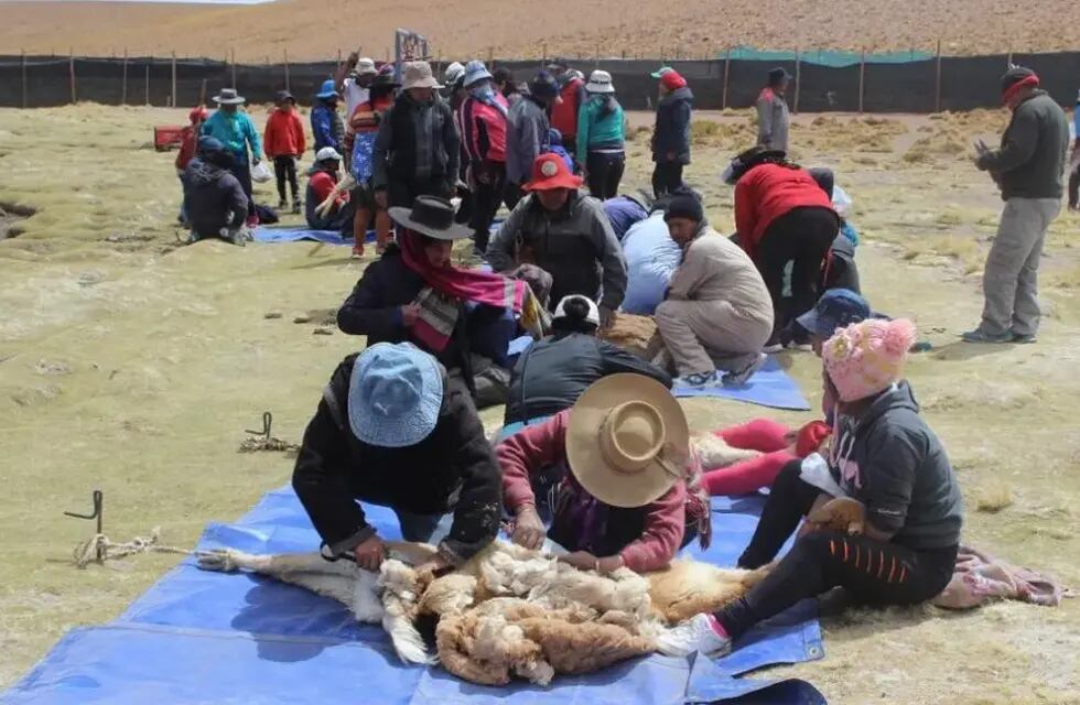 La temporada 2022 de chakus -la esquila sustentable de fibra de vicuña- realizada por las Comunidades Andinas Manejadoras de Vicuñas finalizó con un balance altamente positivo en Jujuy.