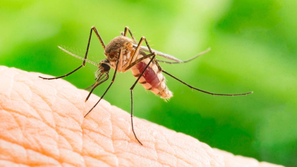 Este virus se transmite a través de la picadura de los mosquitos.