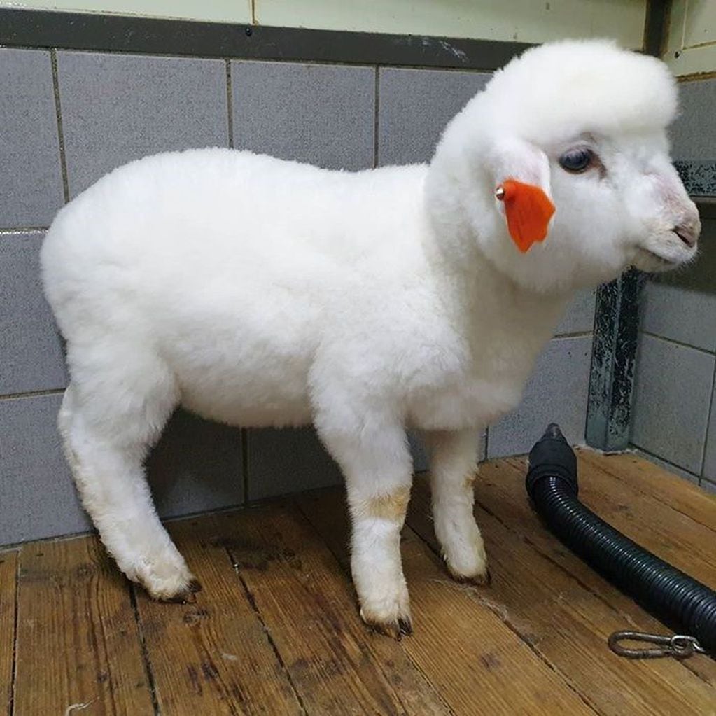 Una oveja luego de recibir su baño.