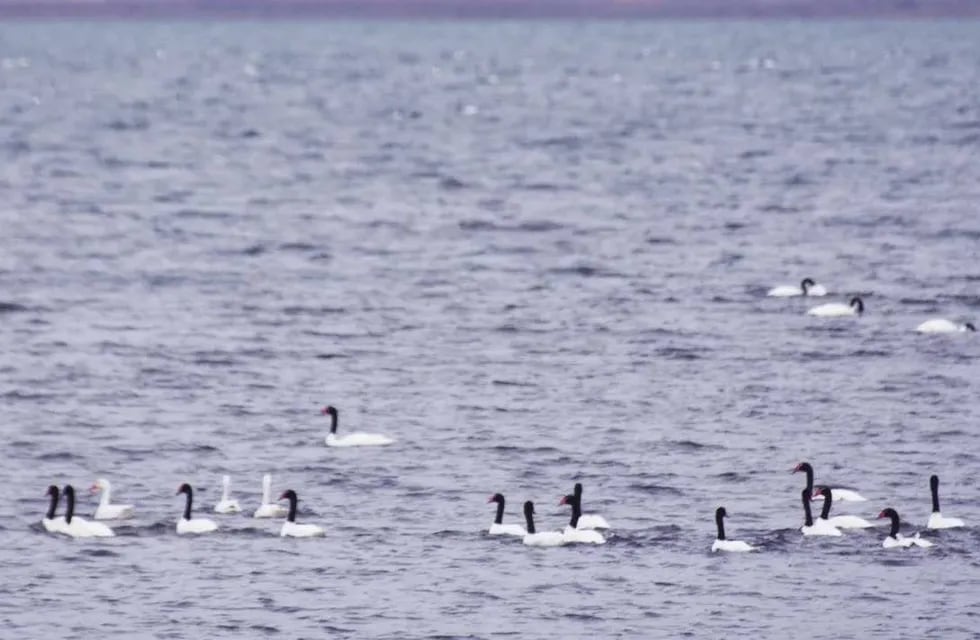 Se detectaron casos de gripe aviar en cisnes de Chubut.