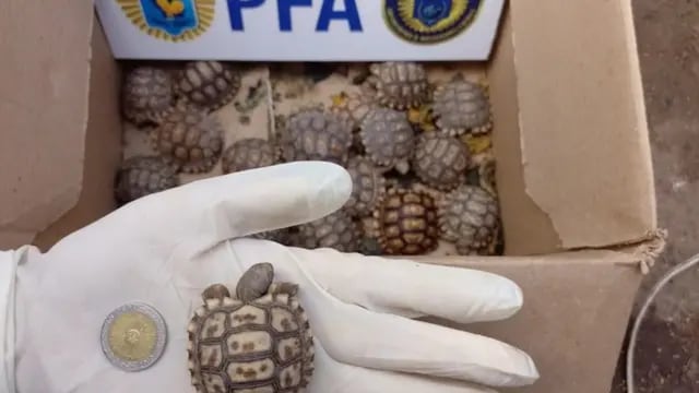 Rescataron más de 300 especies exóticas vendidas ilegalmente en una casa de La Plata