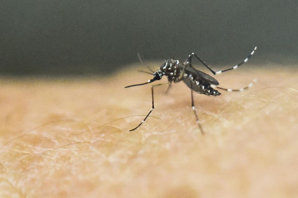 Dengue, enfermedad ocasionada por el mosquito Aedes aegypti