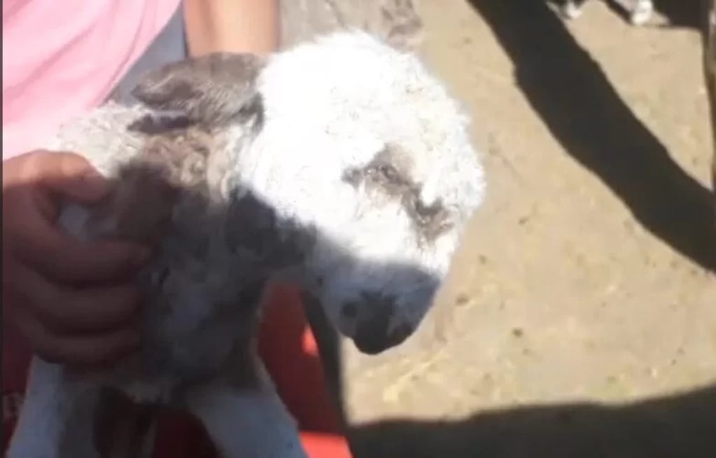 El extraño animal que nació en Santiago del Estero: un cordero con dos cabezas.