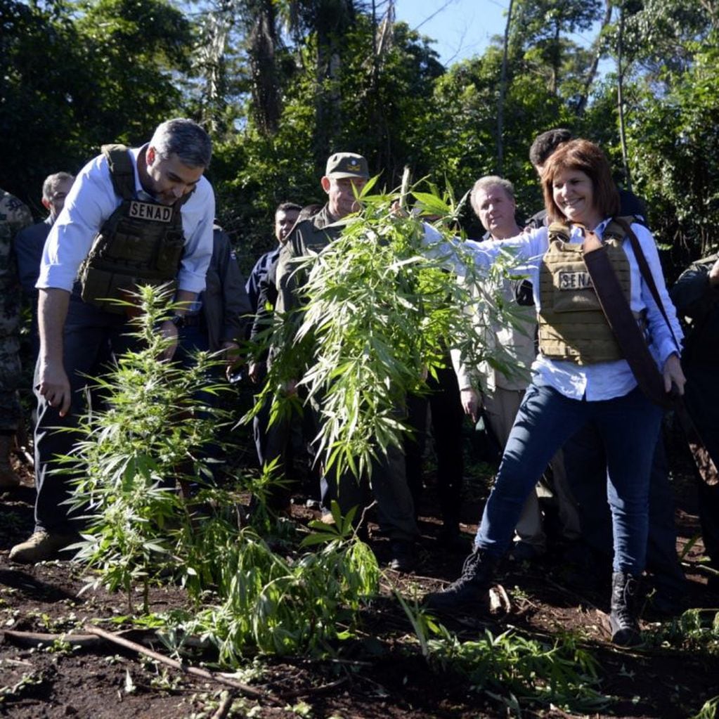 Bullrich con una planta de marihuana