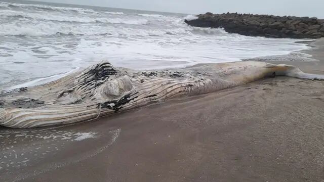 Una ballena sin vida llegó a las costas de Santa Clara