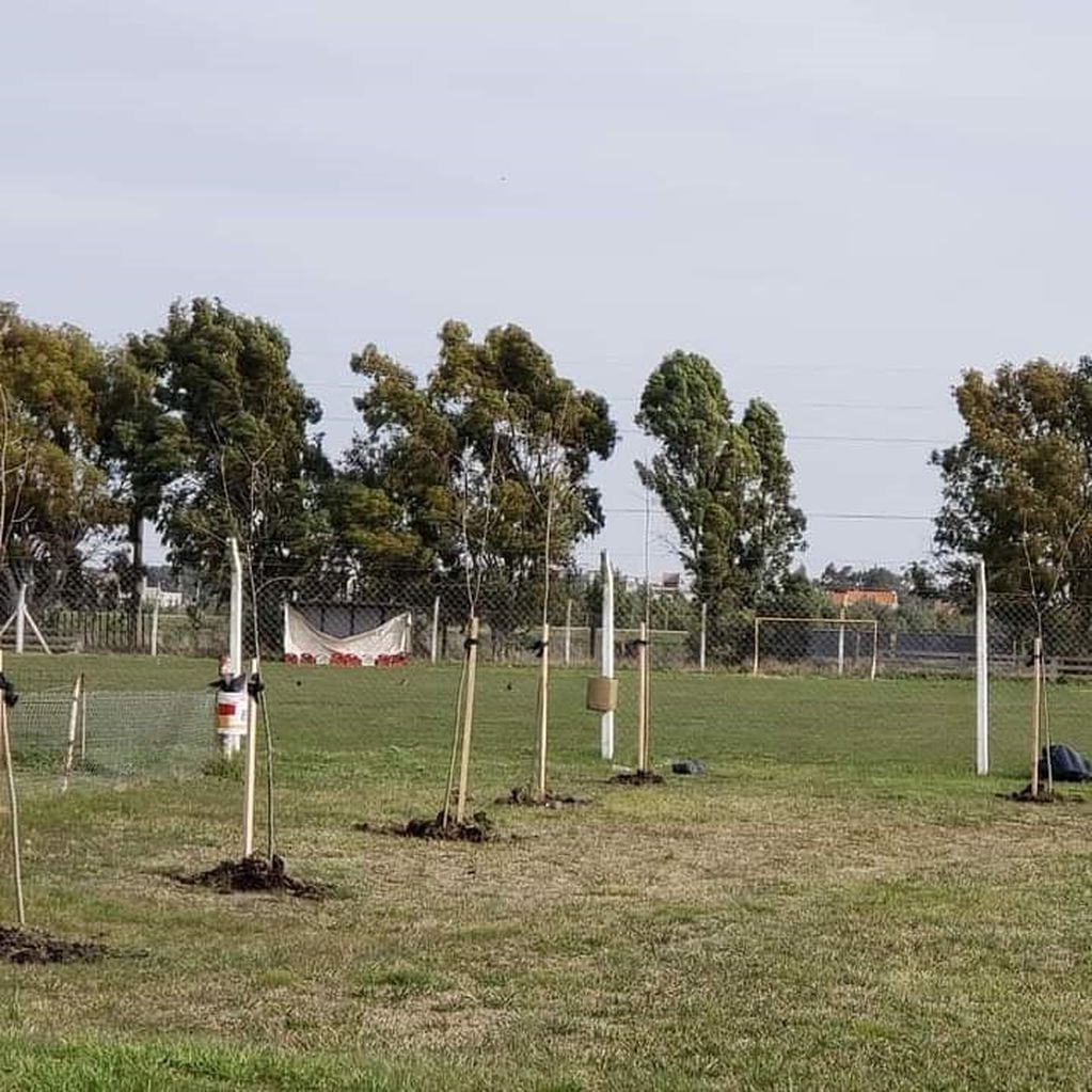 Campaña de reforestación del predio deportivo de Huracán