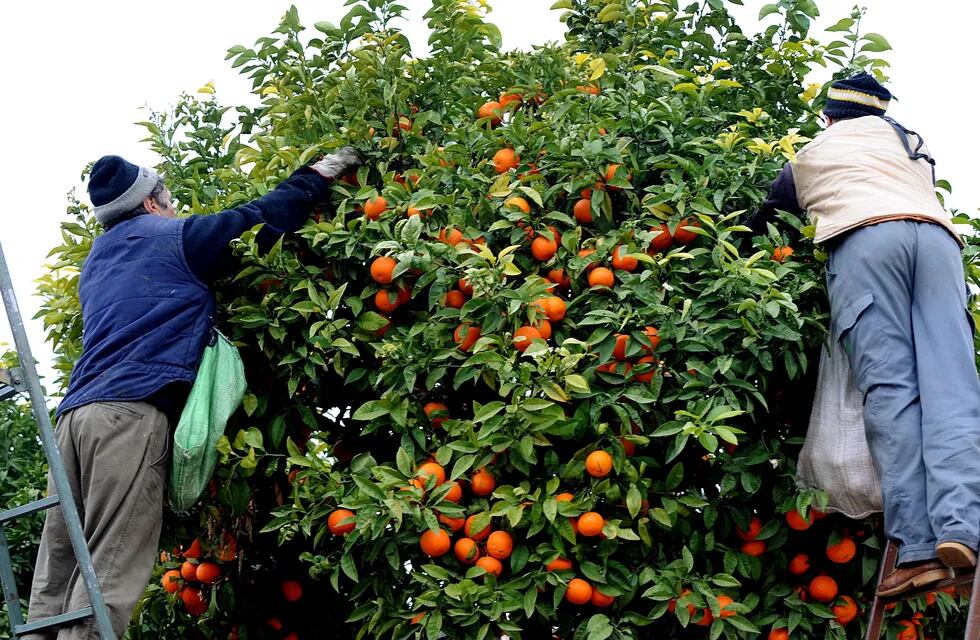 Trabajadores del citrus (imagen ilustrativa)